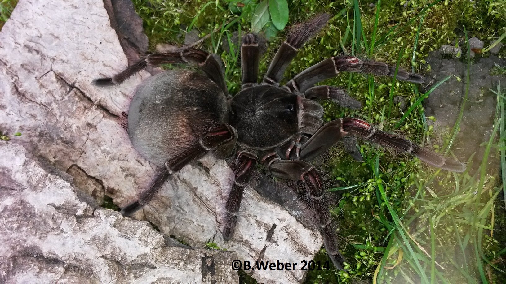 Theraphosa blondi - The Spider Shop