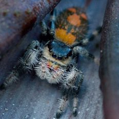 Phidippus regius - The Spider Shop