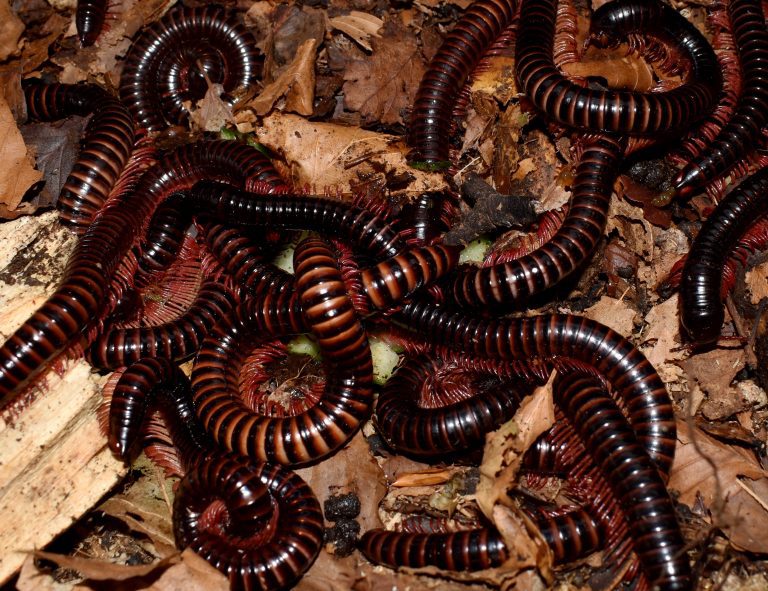 Spirotreptida sp. "Java" The Spider Shop