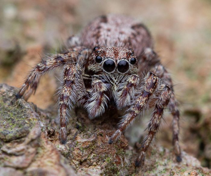 Pantropical Jumping Spider - TC INSECTS