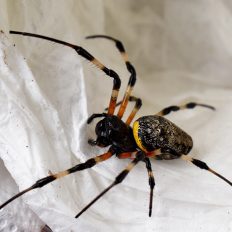 Nephilingis cruentata - The Spider Shop