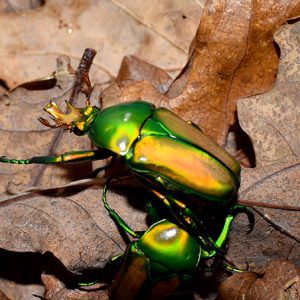 Taurhina longiceps - The Spider Shop