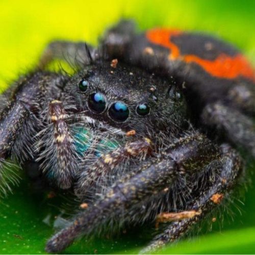 Jumping Spiders Archives - The Spider Shop