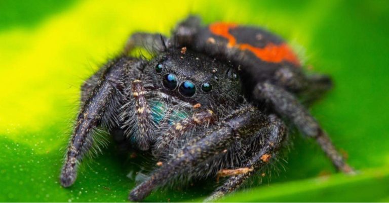 Phidippus ardens - The Spider Shop