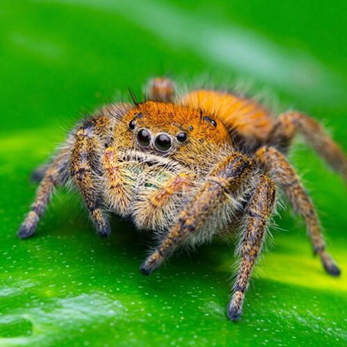 Jumping Spiders Archives The Spider Shop