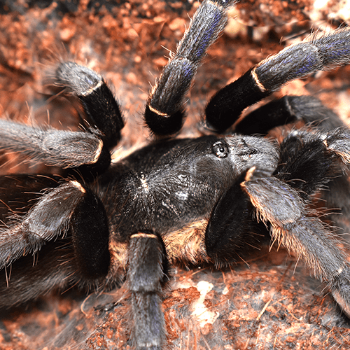 Ornithoctonus sp. "Ranong"