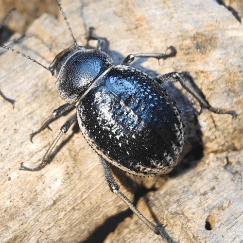Pimelia arabica