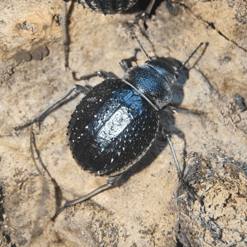 Pimelia arabica - Image 3