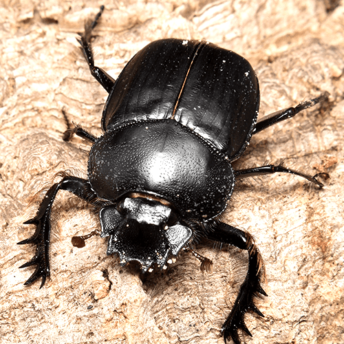 Scarabaeus sacer