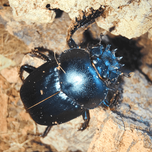 Scarabaeus sacer
