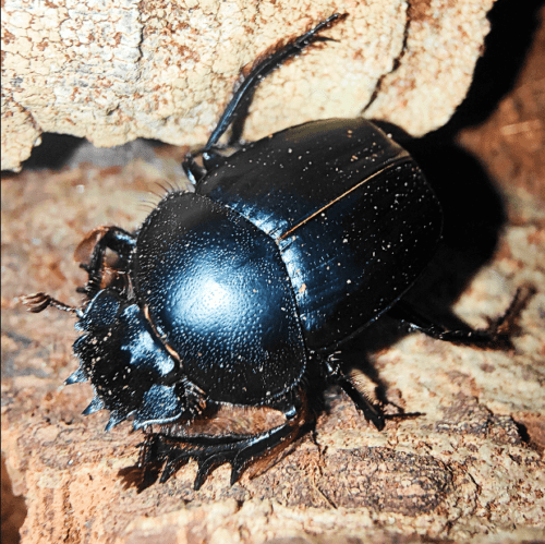Scarabaeus sacer - Image 2