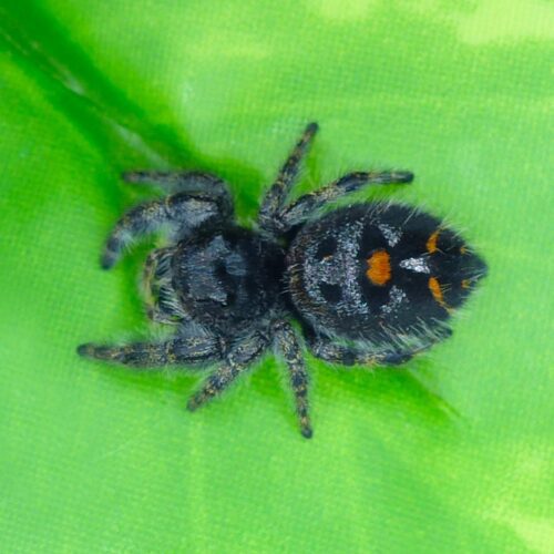 Phidippus audax - Image 2