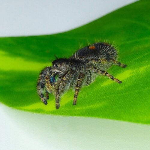 Phidippus audax - Image 3