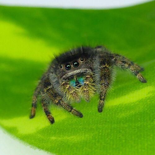 Phidippus audax