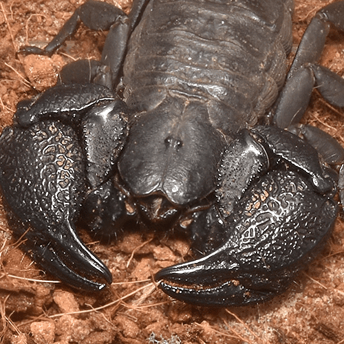 Cheloctonus intermedia