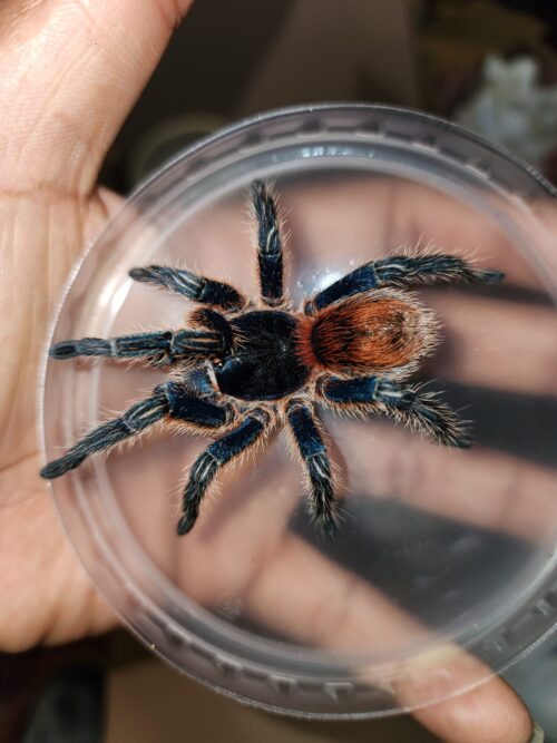 Thrixopelma cyaneolum (Red)