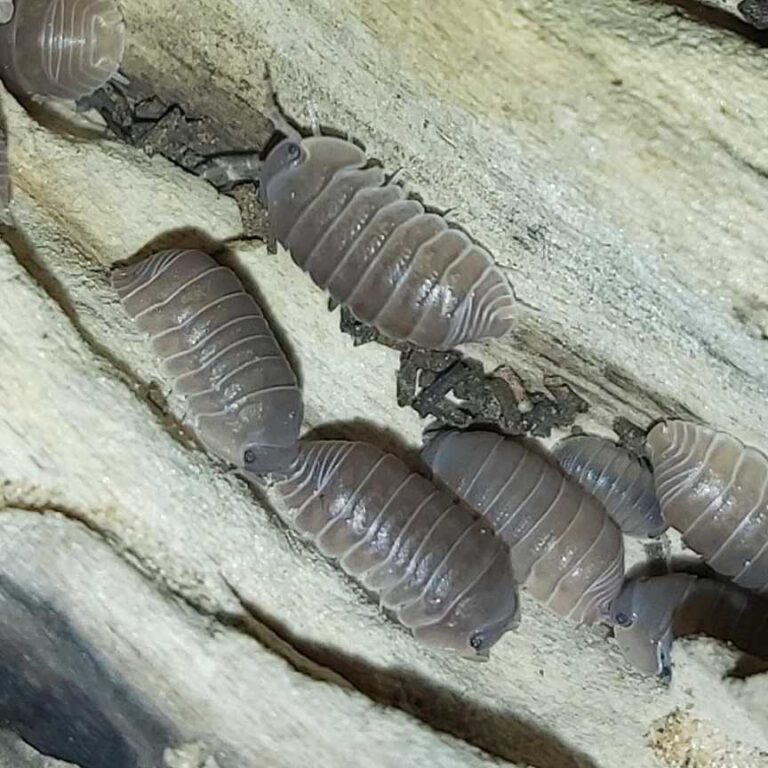 Isopods - The Spider Shop