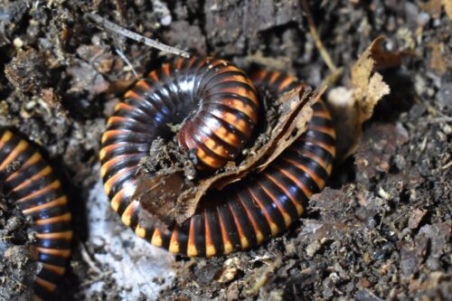 Doratogonus sp. "Sunburst"