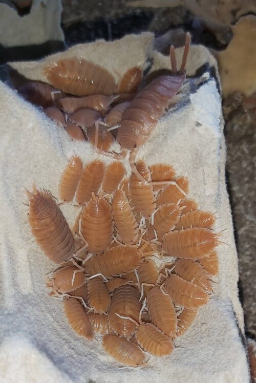 Porcellio magnificus