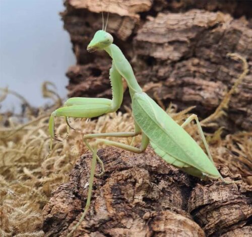 Sphodromantis kersteni