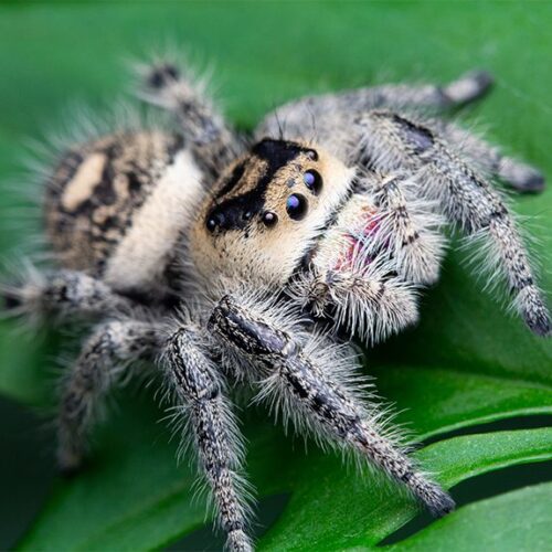 Jumping Spiders Archives - The Spider Shop