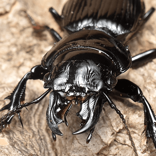 Scarites sp. "Cairo"
