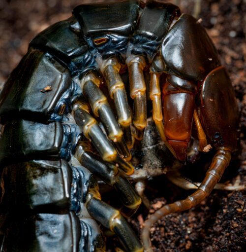 Scolopendra hainanum (Dark)