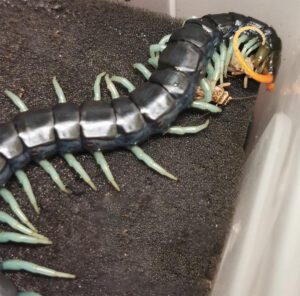 Scolopendra Sp Jewel The Spider Shop