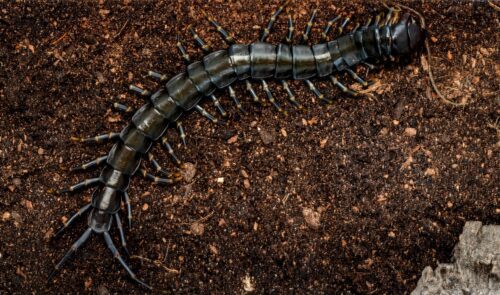 Scolopendra hainanum (Dark) - Image 3