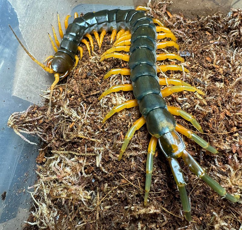 Scolopendra sp. 