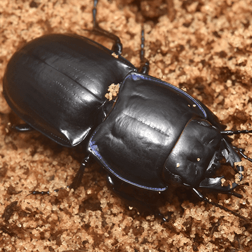 Passimachus depressus