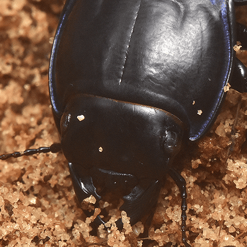 Passimachus depressus - Image 2