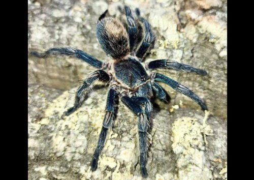 Thrixopelma cyaneolum (Blue)