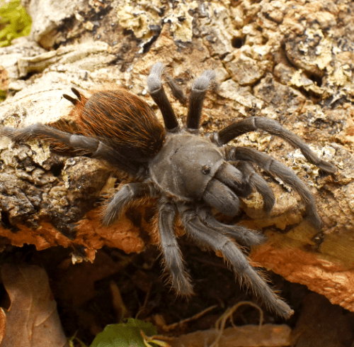 Aphonopelma marxi