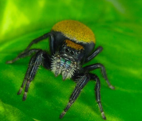 Phidippus nikites