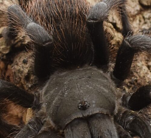 Aphonopelma marxi - Image 2