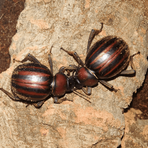 Mariazofia rufostriata