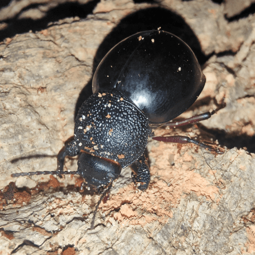 Ocnodes ferreirae