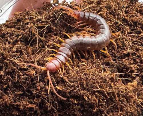 Scolopendra sp. "Mpumalanga"