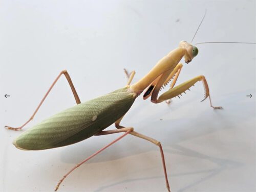 Hierodula obtusata