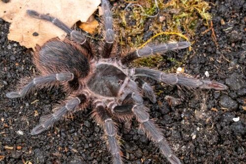 1.1 Acanthoscurria cf. sternalis