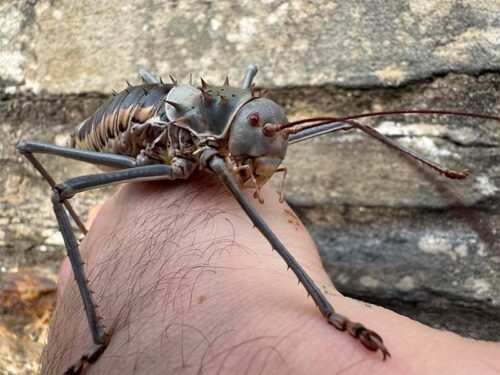 Acantholopus discoidalis