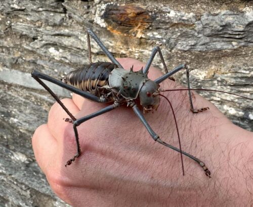 Acantholopus discoidalis - Image 2
