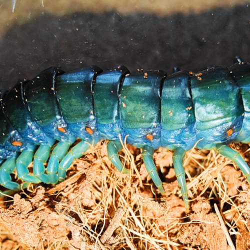 Ethmostigmus sp. "South African Blue" - Image 3