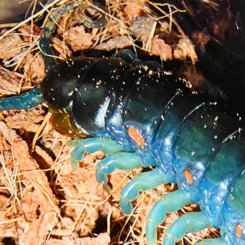Ethmostigmus sp. "South African Blue"