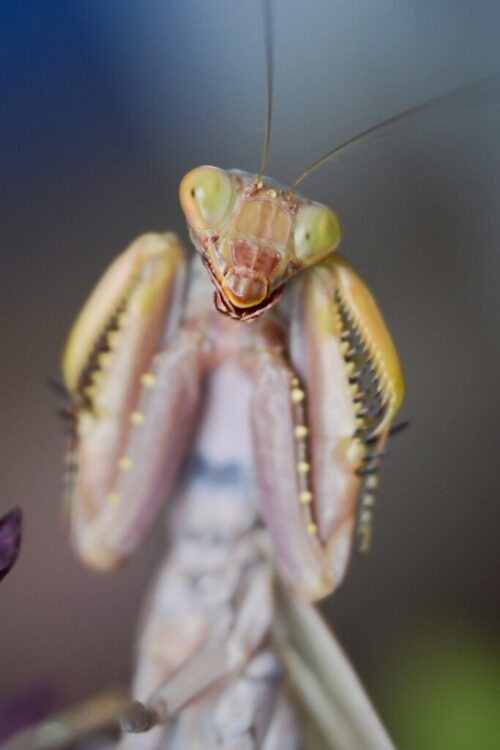 Hierodula transcaucasica