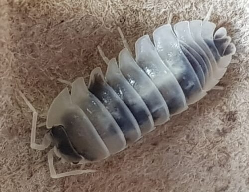 Armadillidium nasatum 'dalmation'
