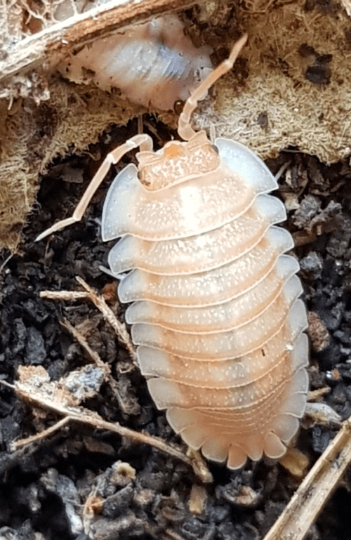 Armadillidium pallasi 'orange'