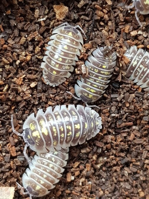 Armadillidium ruffoi