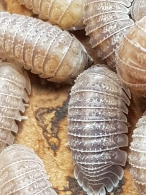 Armadillidium serratum